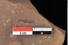 Foto (Detailansicht) von Sparganium acheronticum Unger (NHMW-GEO-2024-0188-0439)